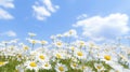 Beautiful daisy meadow under blue sky and clouds Royalty Free Stock Photo