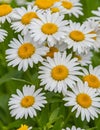 Beautiful Daisy in our garden