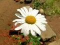 A beautiful chamomile with raindrops on its petals, growing through stones and bricks in a harsh urban environment