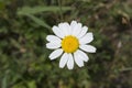 Beautiful Daisy. Spring white moonflower. Daisy - top view. Leucanthemum vulgare