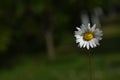 Beautiful daisy on a sunny day with a green blurry background