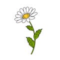 Beautiful daisy on white background.