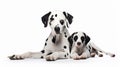 Beautiful Dalmatian Dog with Baby_AI