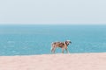 Beautiful dalmatian dog on the beach in Europe Royalty Free Stock Photo