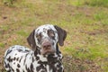 Beautiful Dalmatian, a dog with beautiful brown spots in a park in nature in a forest on a green lawn. A healthy young Royalty Free Stock Photo