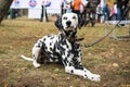 A beautiful Dalmatian dog on a leash lies on the grass and looks at the camera at an dogs show