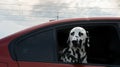 Beautiful dalmatian dog looking out the window of a red car Royalty Free Stock Photo