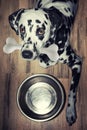 A beautiful dalmatian dog with a tasty bone in his mouth Royalty Free Stock Photo