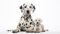 Beautiful Dalmatian Dog with white Baby Royalty Free Stock Photo