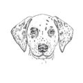 Beautiful dalmatian painted by hand. Vector illustration for a card or poster, print on clothes. Cute dog. Pedigreed Puppy.