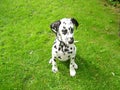 Beautiful Dalmatian Puppy sat proud