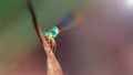 microscopic damselfly resting on a branch, this gracious insect like the dragonfly is an Odonata. Royalty Free Stock Photo