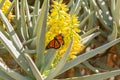 Beautiful Danainae Butterfly Royalty Free Stock Photo