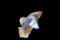 Beautiful dancing of fancy halfmoon dumbo ear betta fish Royalty Free Stock Photo