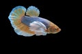 Beautiful dancing of fancy halfmoon dumbo ear betta fish Royalty Free Stock Photo