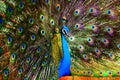 Beautiful dancing peacock with vibrant colors