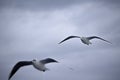 beautiful dancing seagulls Royalty Free Stock Photo
