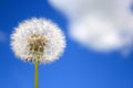 Beautiful dandelion Royalty Free Stock Photo