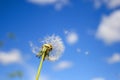 Beautiful dandelion Royalty Free Stock Photo