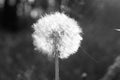 Beautiful dandelion. Black and white photo with a single flower.