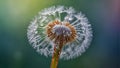 Beautiful dandelion close-up springtime transparent delicate fragility