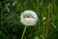 A beautiful dandelion covered with water drops after rain Royalty Free Stock Photo