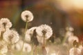 Beautiful dandelion field - dandelion seeds