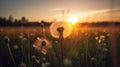 Beautiful Dandelion Field With Flying Seeds At Sunset, generative ai Royalty Free Stock Photo