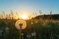 Beautiful dandelion in a field on a sunset Royalty Free Stock Photo