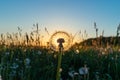 Beautiful dandelion in a field on a sunset