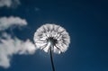 beautiful dandelion flower with fluffy seeds on blue sky background in bright sun light on summer meadow Royalty Free Stock Photo