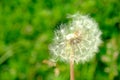 Beautiful dandelion flower with flying feathers on colorful bokeh background. Macro shot of summer nature scene Royalty Free Stock Photo