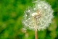 Beautiful dandelion flower with flying feathers on colorful bokeh background. Macro shot of summer nature scene Royalty Free Stock Photo