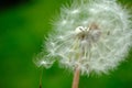 Beautiful dandelion flower with flying feathers on colorful bokeh background. Macro shot of summer nature scene Royalty Free Stock Photo