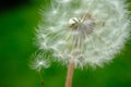 Beautiful dandelion flower with flying feathers on colorful bokeh background. Macro shot of summer nature scene Royalty Free Stock Photo