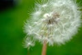 Beautiful dandelion flower with flying feathers on colorful bokeh background. Macro shot of summer nature scene Royalty Free Stock Photo