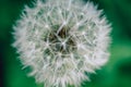 Beautiful dandelion flower on a green background. Royalty Free Stock Photo