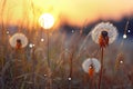 Beautiful dandelion flower in the meadow at sunset