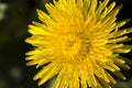 beautiful dandelion flower Royalty Free Stock Photo