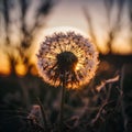 Beautiful dandelion flower in the rays of the setting sun