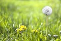 Beautiful Dandelion flower with seedsin the green meadow Royalty Free Stock Photo