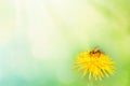 Beautiful dandelion flower on spring yellow meadow and flying bumblebee macro on soft blurry light green background. Concept hot Royalty Free Stock Photo