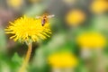 Beautiful dandelion flower on spring yellow meadow and flying bumblebee macro on soft blurry light green background. Concept hot Royalty Free Stock Photo