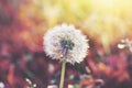 Beautiful dandelion flower, sunny summer day