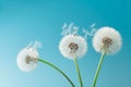 Beautiful dandelion flowers with flying feathers on turquoise background. Royalty Free Stock Photo