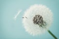 Beautiful dandelion flowers with flying feathers on turquoise background, vintage card Royalty Free Stock Photo