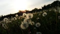 Beautiful Dandelion Flowers In The Green Meadow