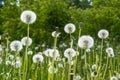 Beautiful dandelion flowers growing in the field Royalty Free Stock Photo