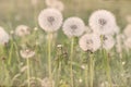 Beautiful dandelion flowers. Romantic sepia filter