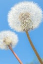 Beautiful dandelion flowers sky blue background, vintage card, macro. Royalty Free Stock Photo